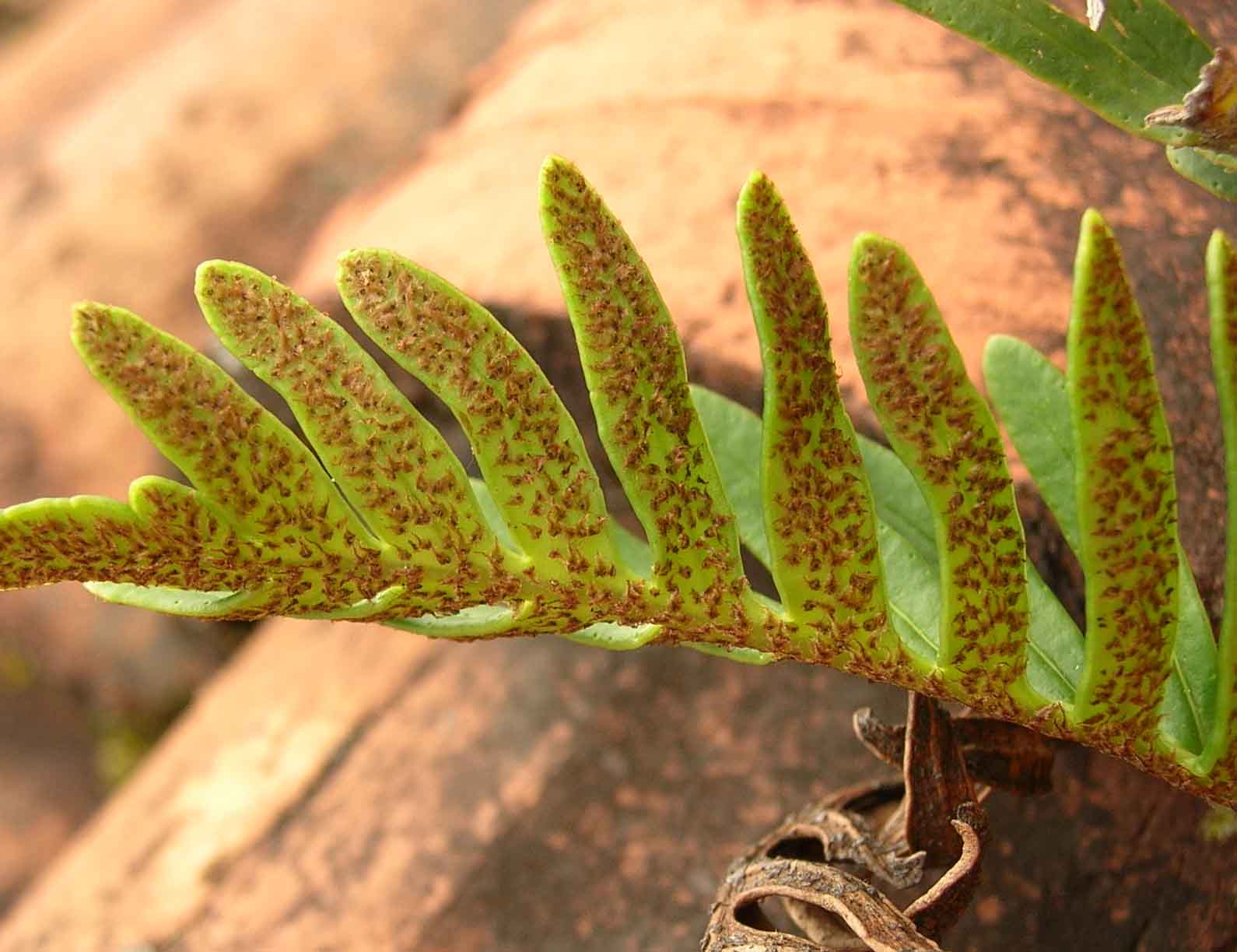 Polypodiaceae Pleopeltis orientalis