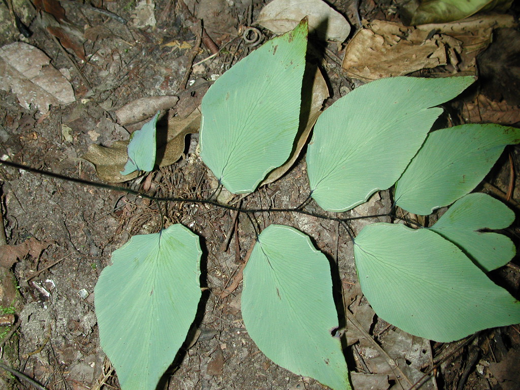 Pteridaceae Adiantum platyphyllum