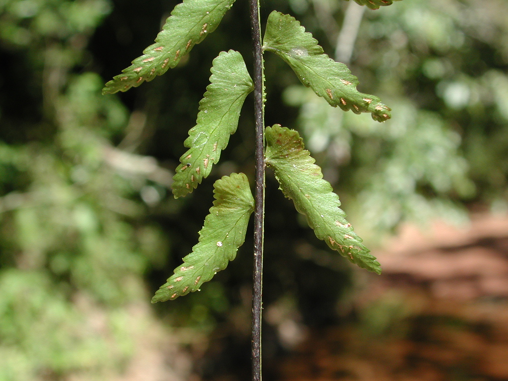 Aspleniaceae Asplenium bangii