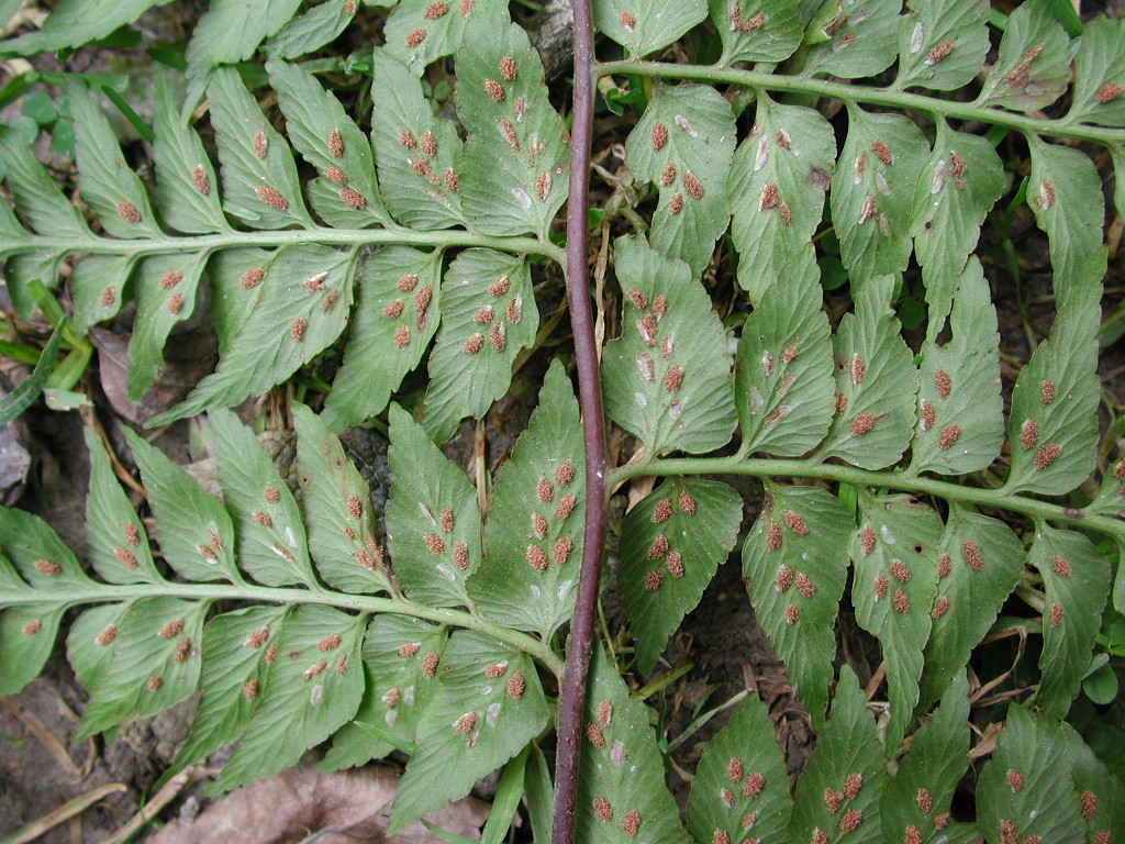 Aspleniaceae Asplenium squamosum