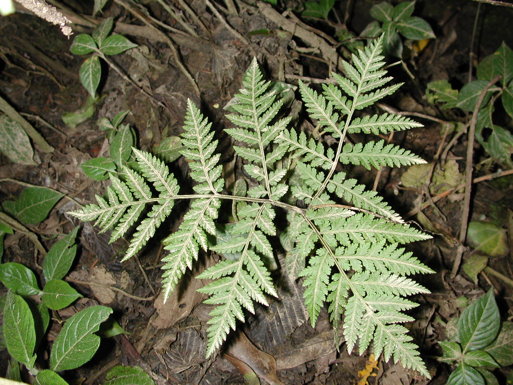 Ophioglossaceae Botrychium virginianum
