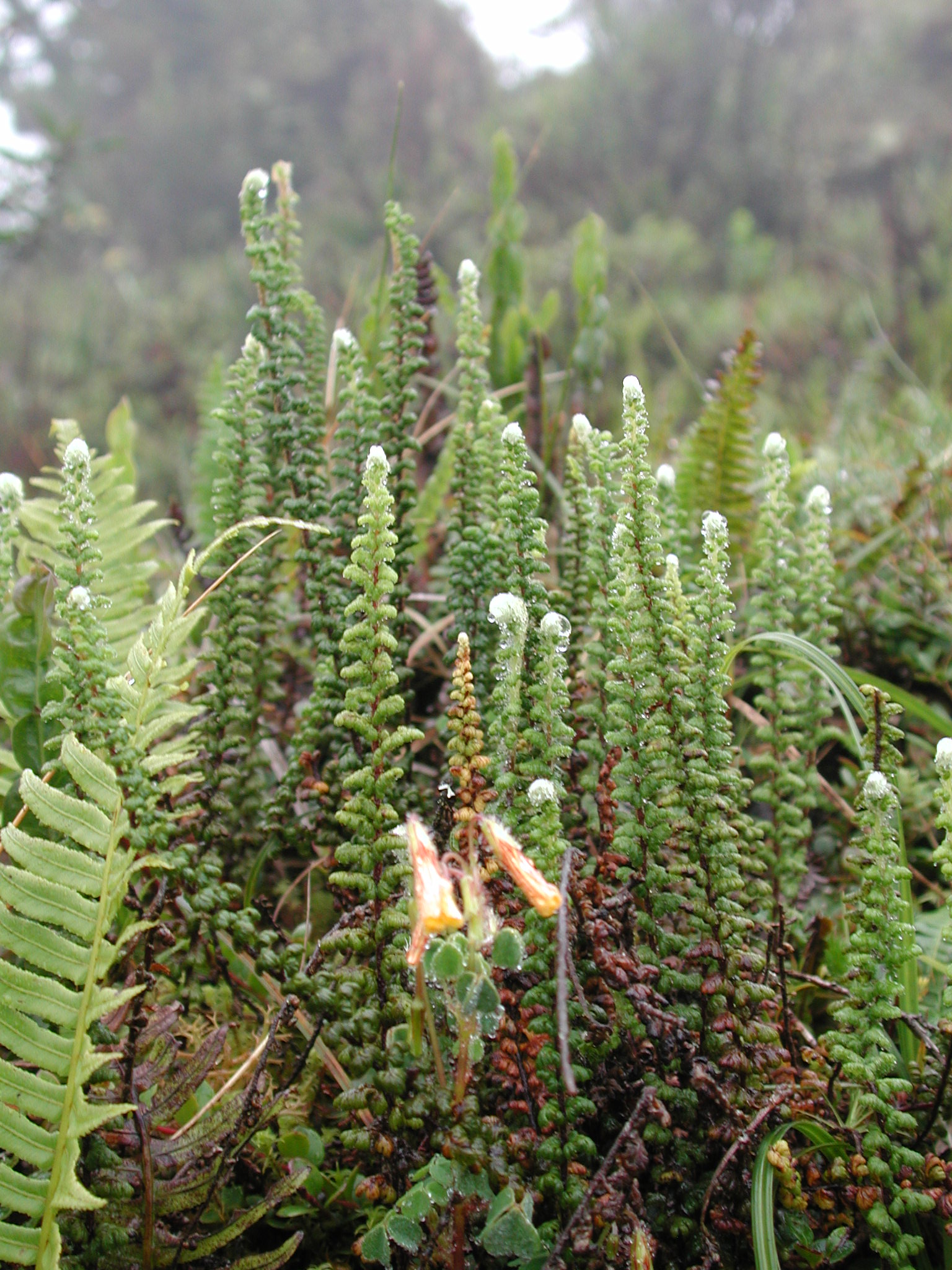 Pteridaceae Jamesonia cheilanthoides