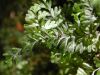 image of Hymenophyllum peltatum