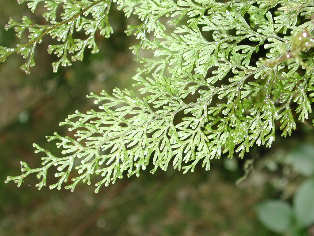 Hymenophyllaceae Hymenophyllum polyanthos