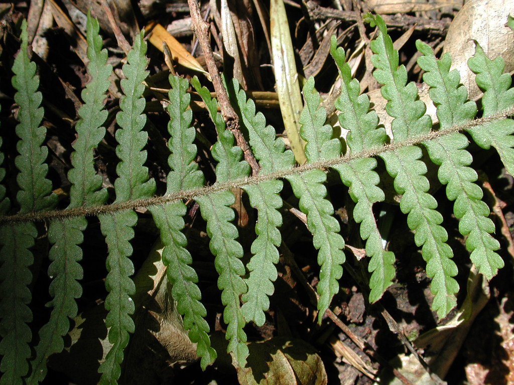 Polypodiaceae Pecluma choquetangensis