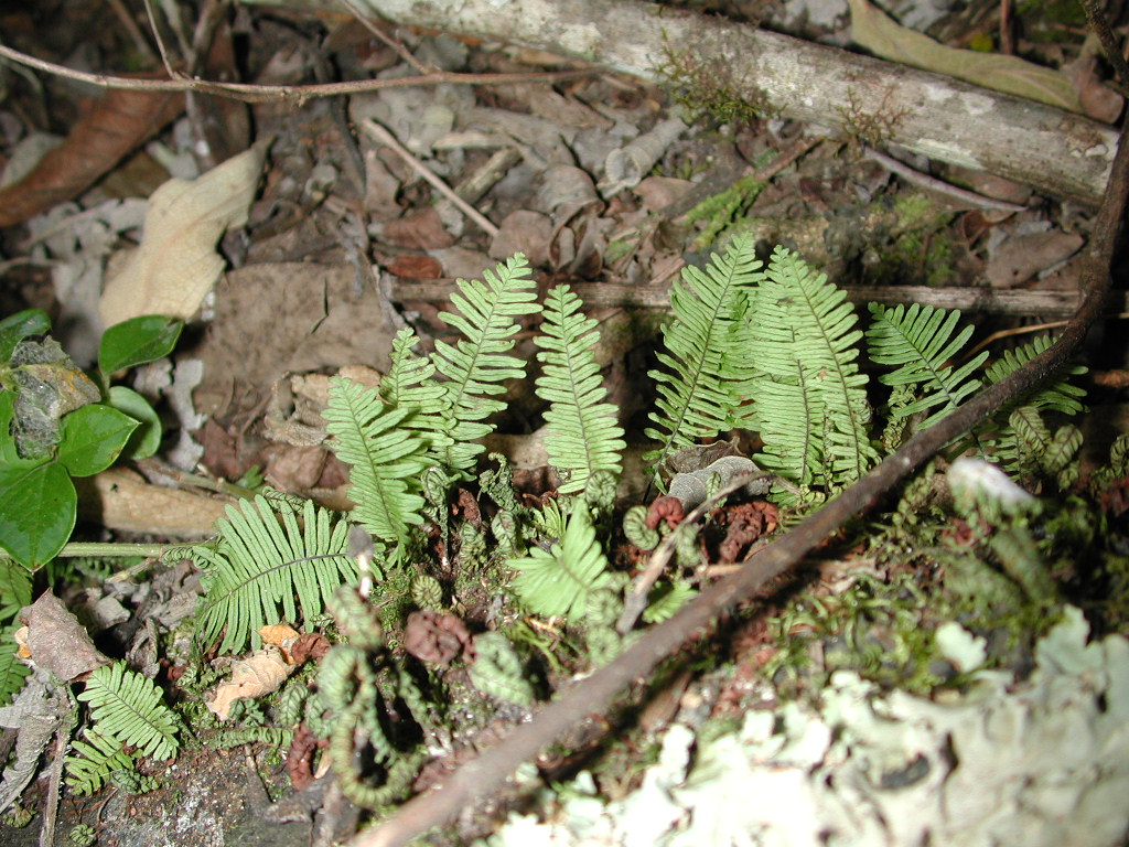 Polypodiaceae Pecluma filicula
