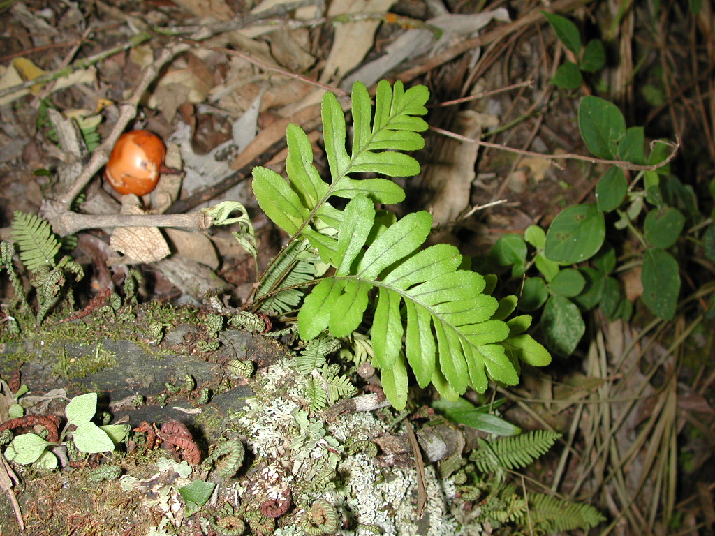 Polypodiaceae Pleopeltis fraseri