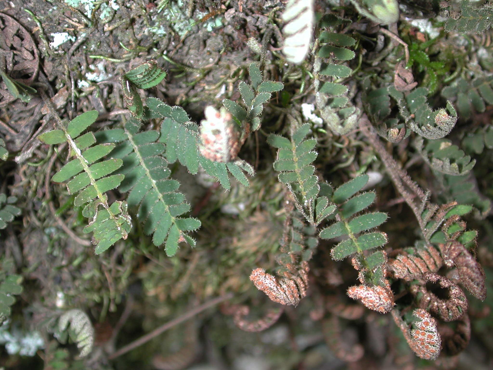 Polypodiaceae Pleopeltis squalida