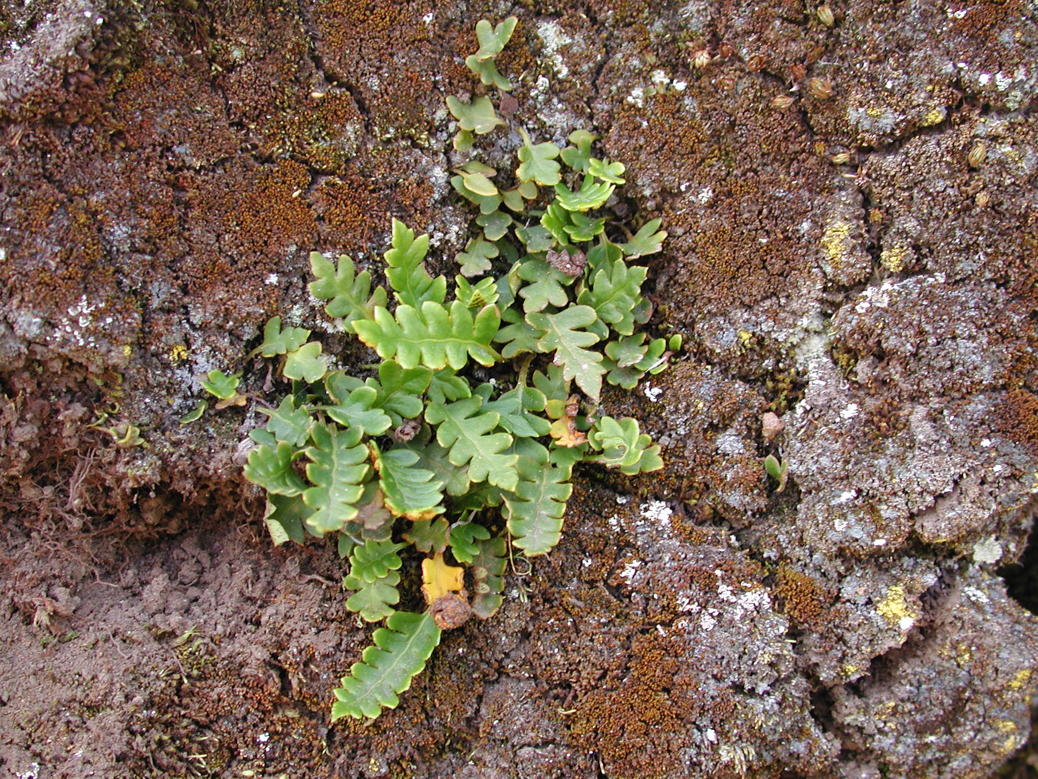 Polypodiaceae Pleopeltis subvestita