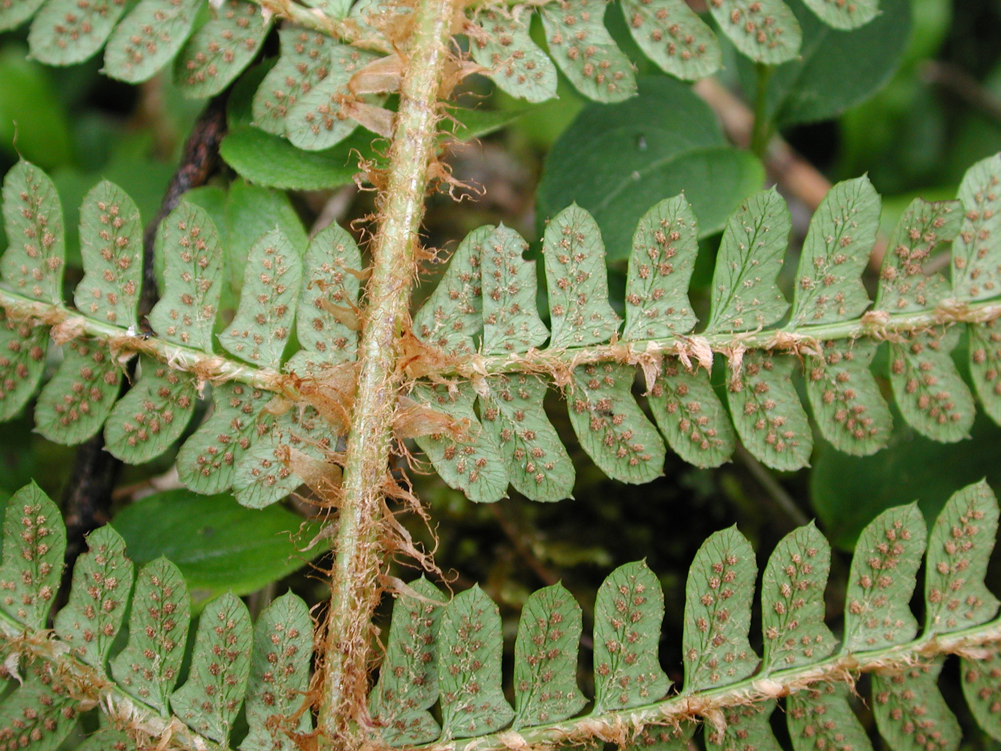 Dryopteridaceae Polystichum amboroense