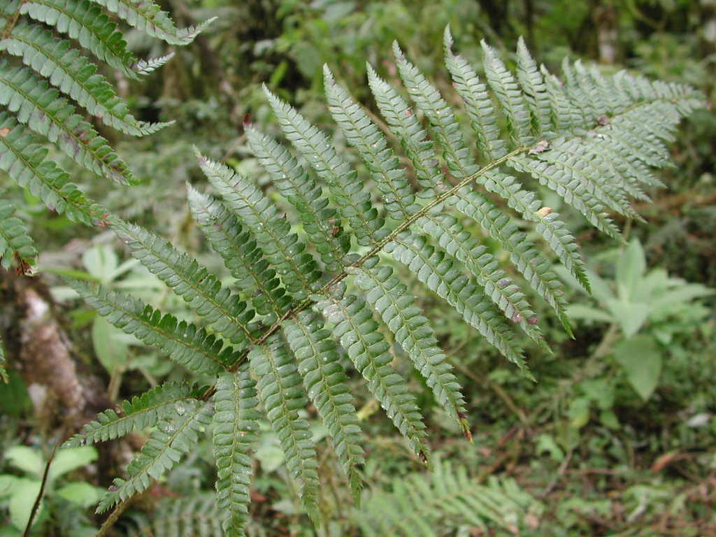 Dryopteridaceae Polystichum solomonii