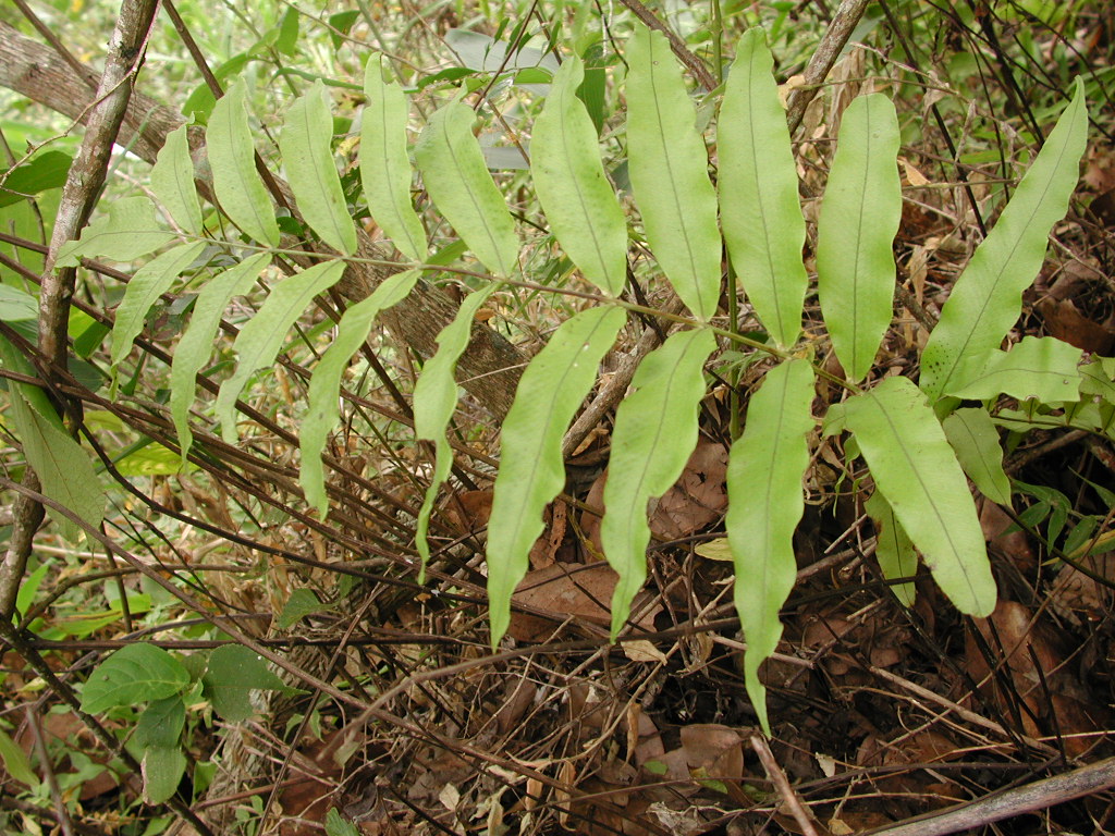 Polypodiaceae Serpocaulon polystichum
