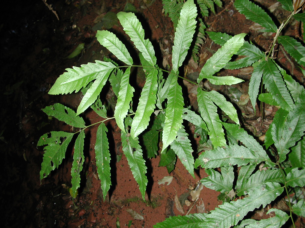 Tectariaceae Tectaria incisa