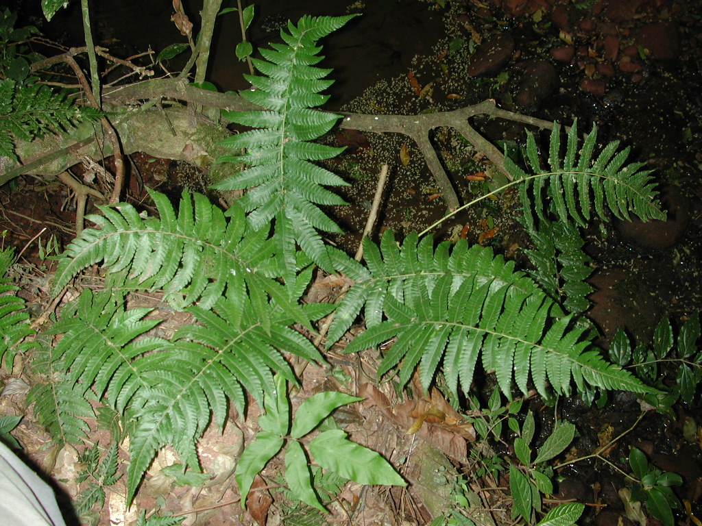 Thelypteridaceae Goniopteris jamesonii