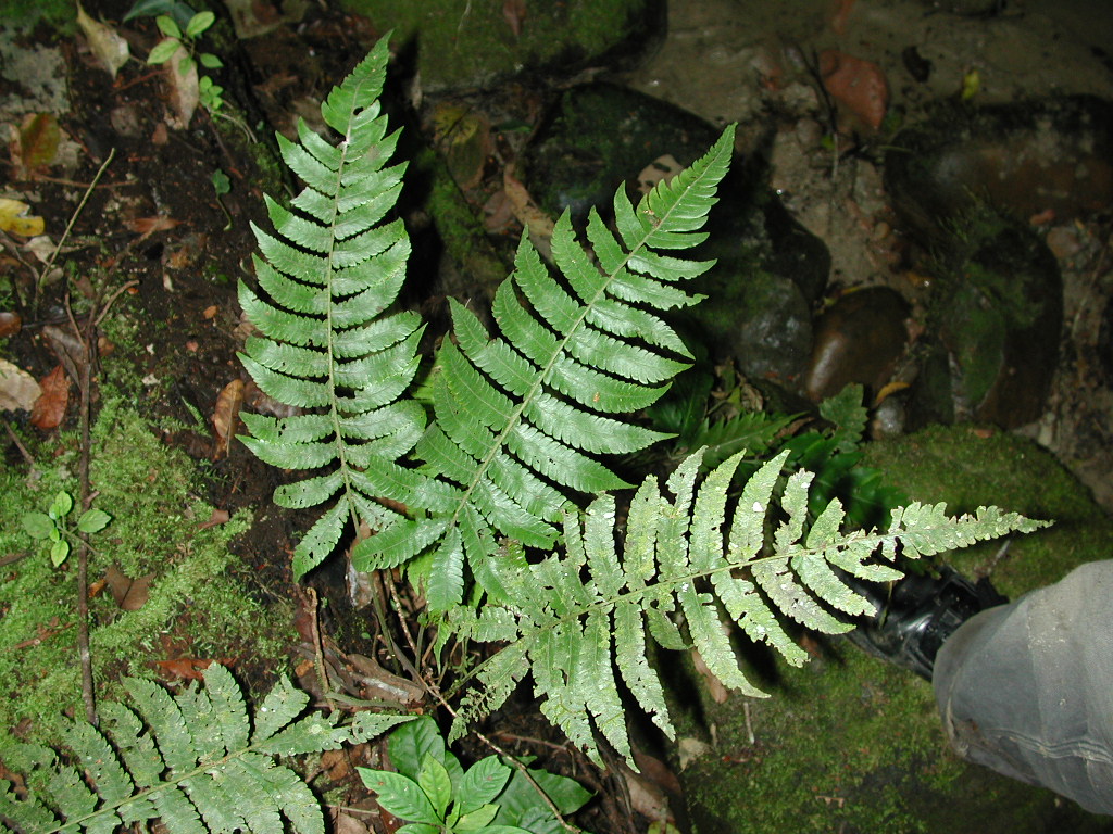 Thelypteridaceae Goniopteris jamesonii
