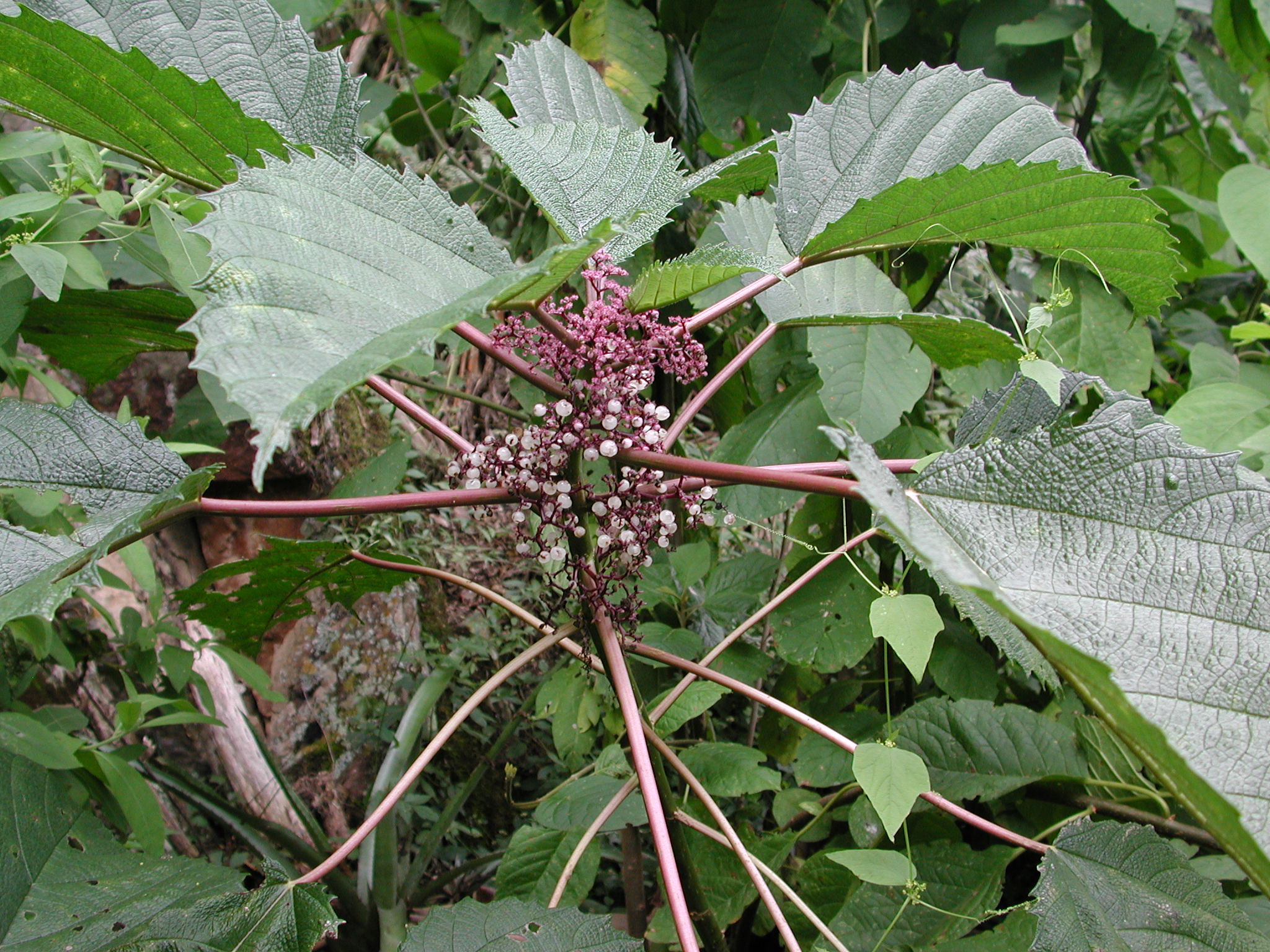 Urticaceae Urera baccifera