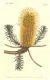 image of Banksia ericifolia