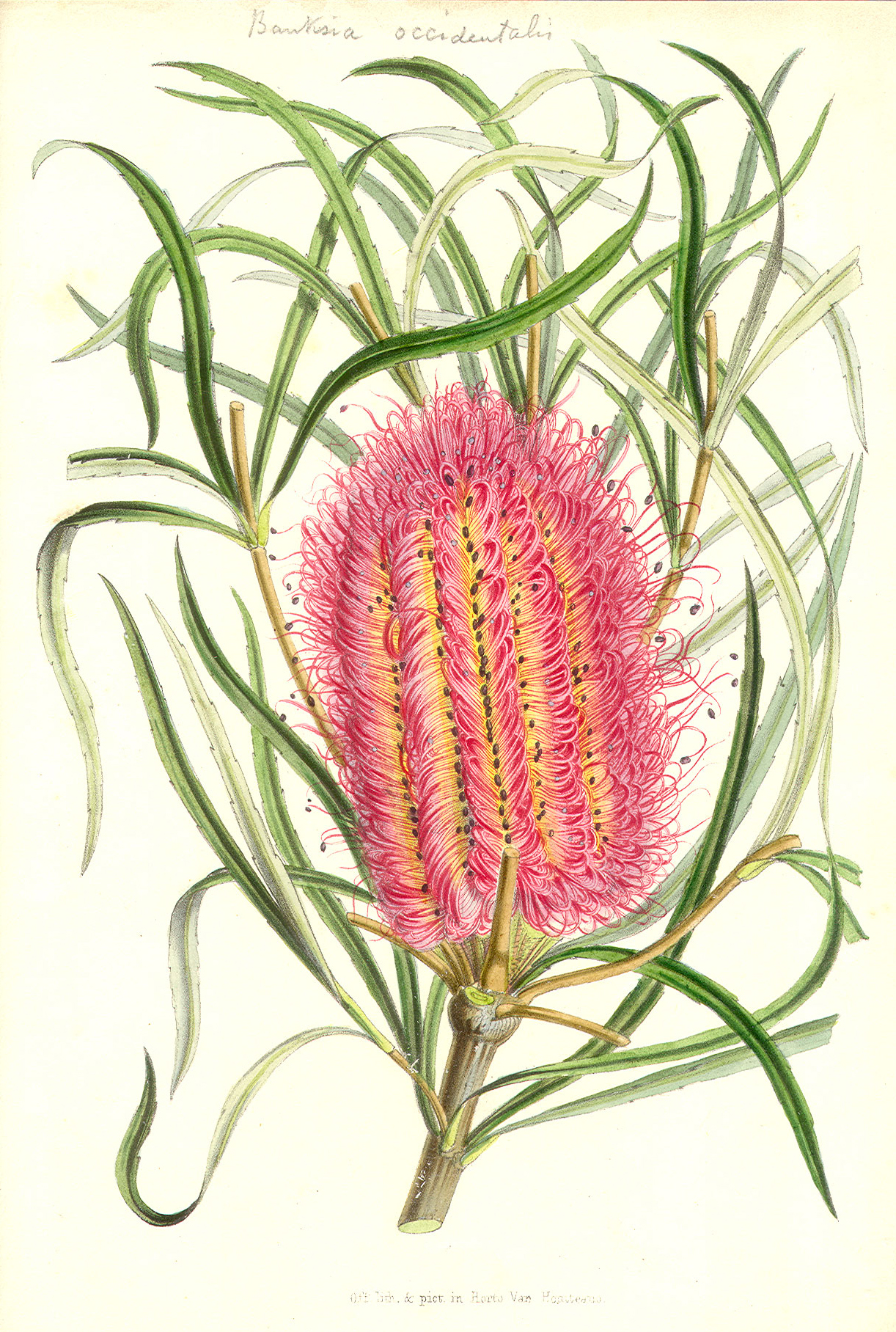 Proteaceae Banksia occidentalis