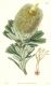 image of Banksia praemorsa