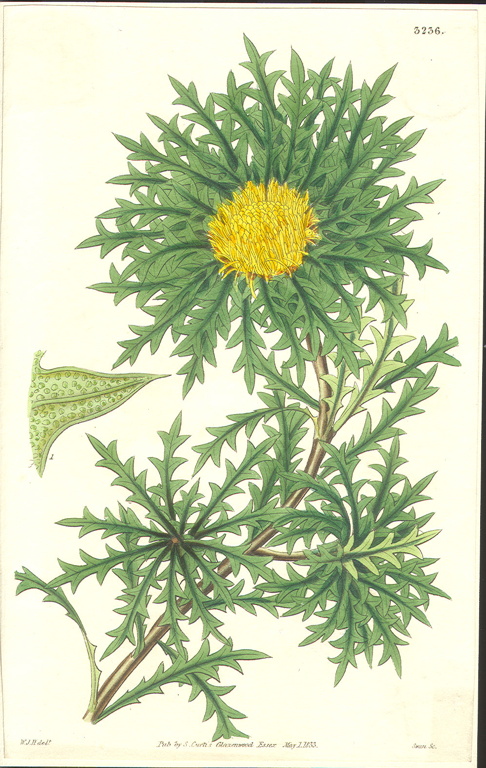 Proteaceae Dryandra armata
