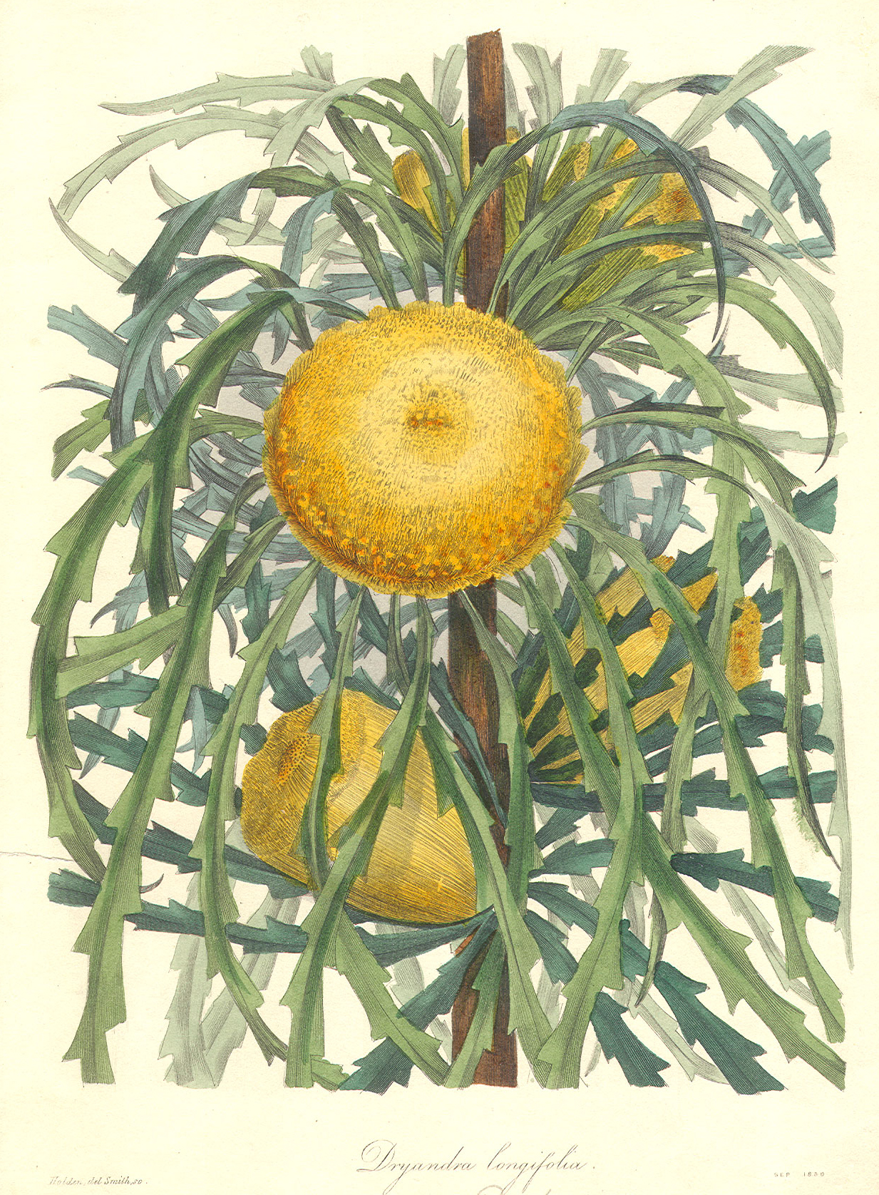 Proteaceae Dryandra longifolia