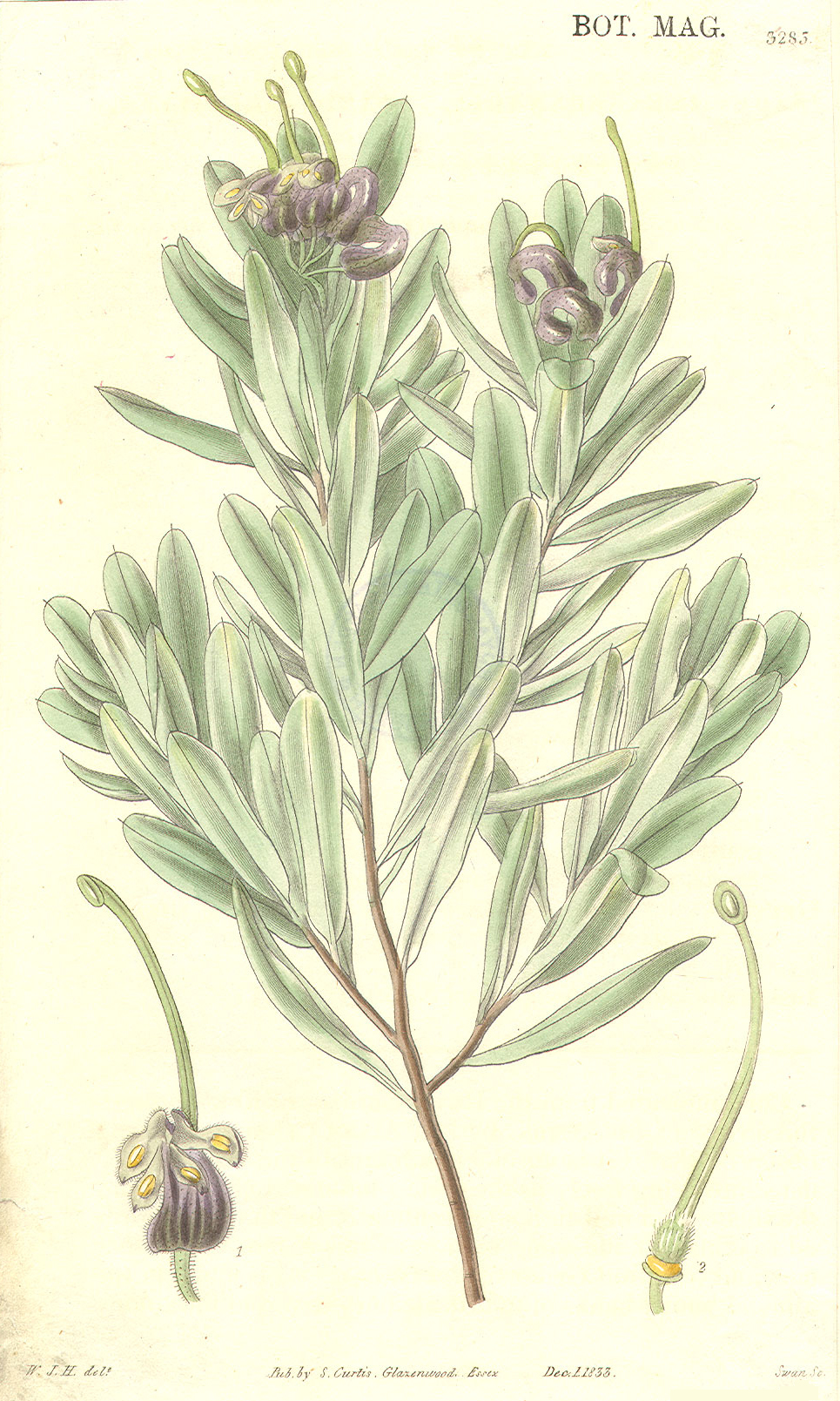 Proteaceae Grevillea arenaria