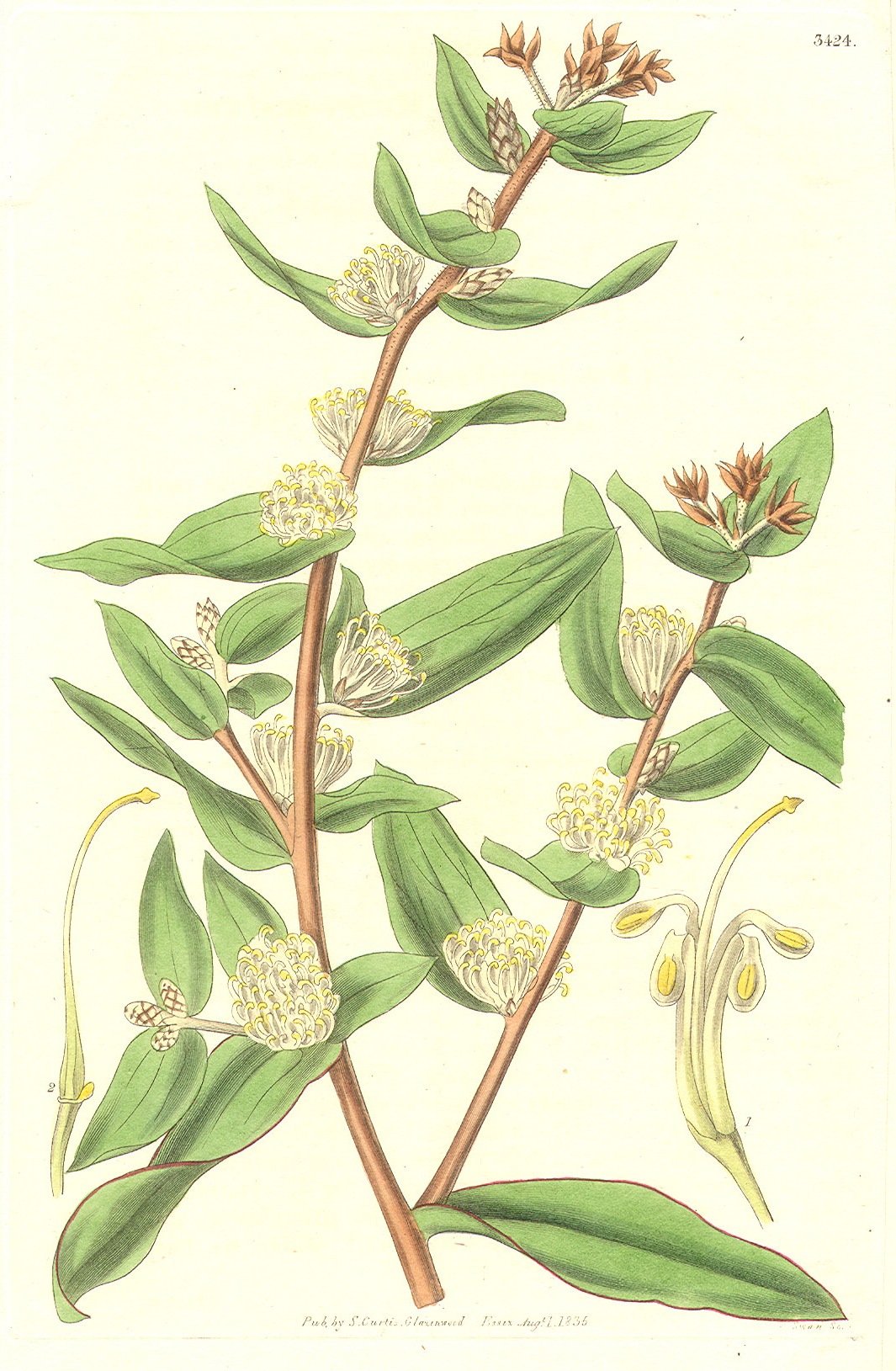 Proteaceae Hakea ferruginea