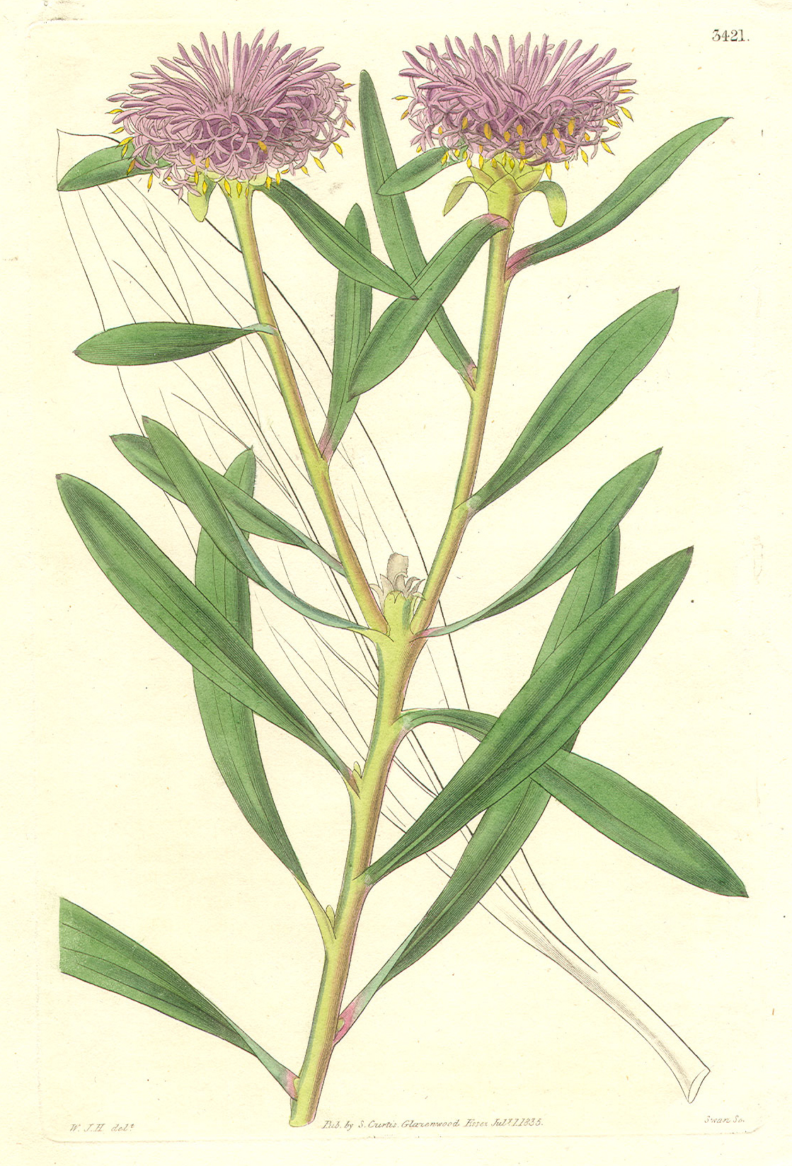 Proteaceae Isopogon loudonii