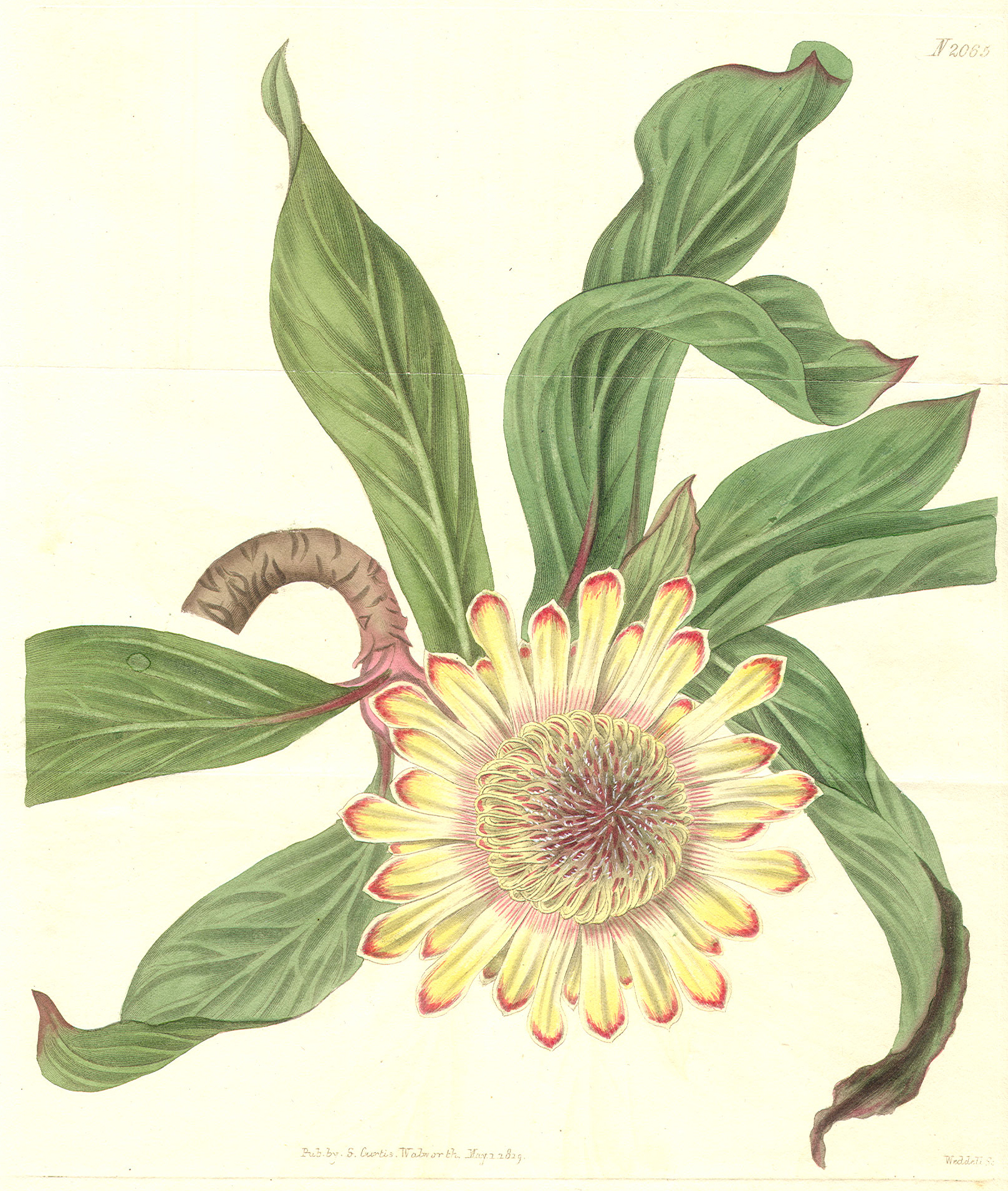 Proteaceae Protea acaulis