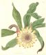 image of Protea acaulis