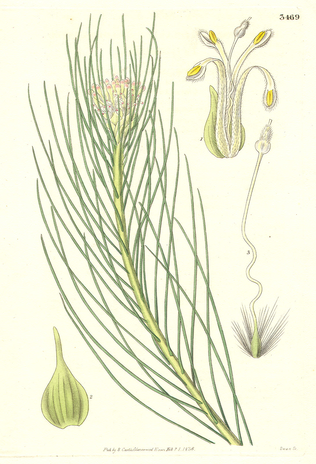 Proteaceae Protea acicularis