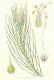 image of Protea acicularis