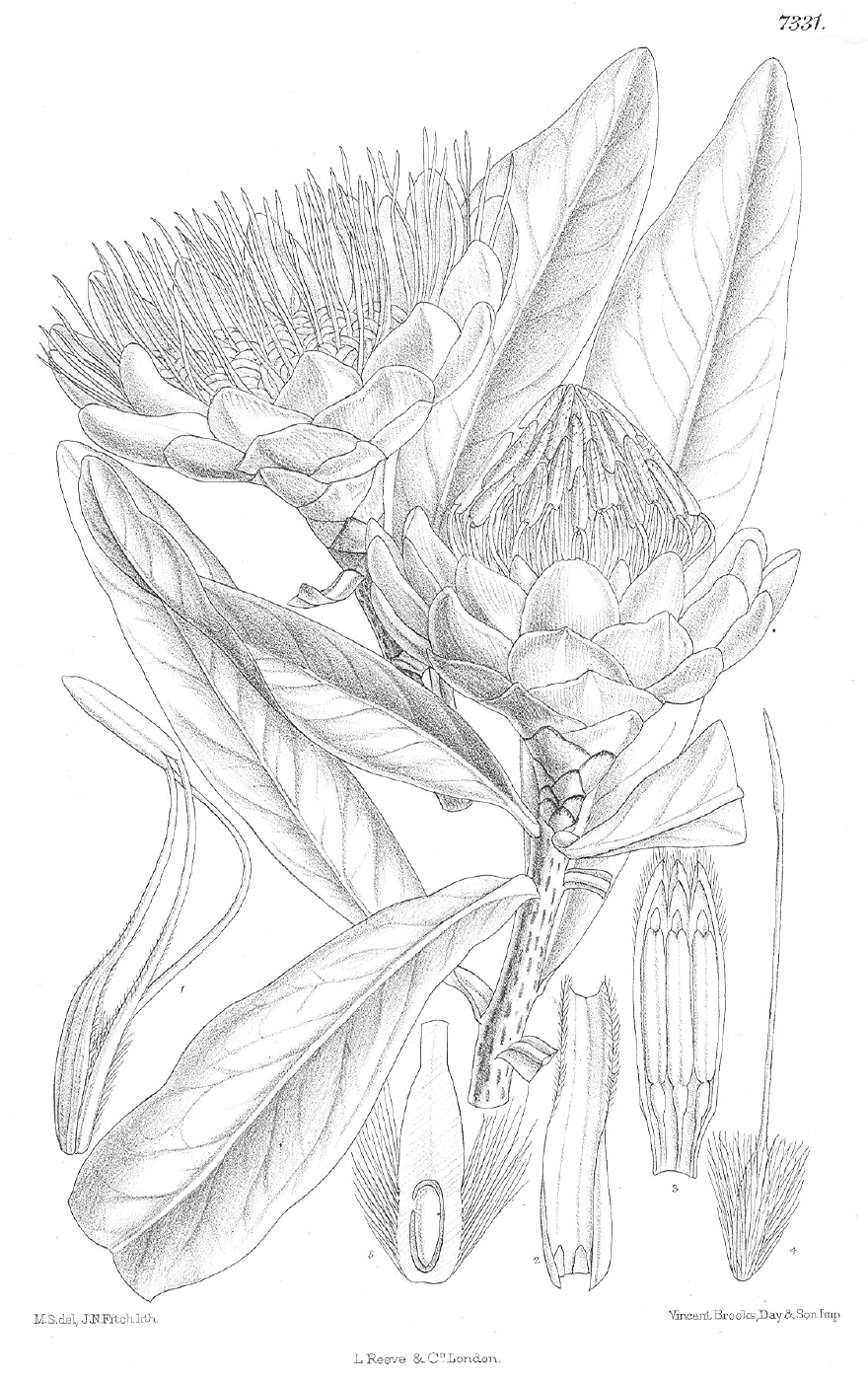 Proteaceae Protea caffra