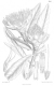 image of Protea caffra
