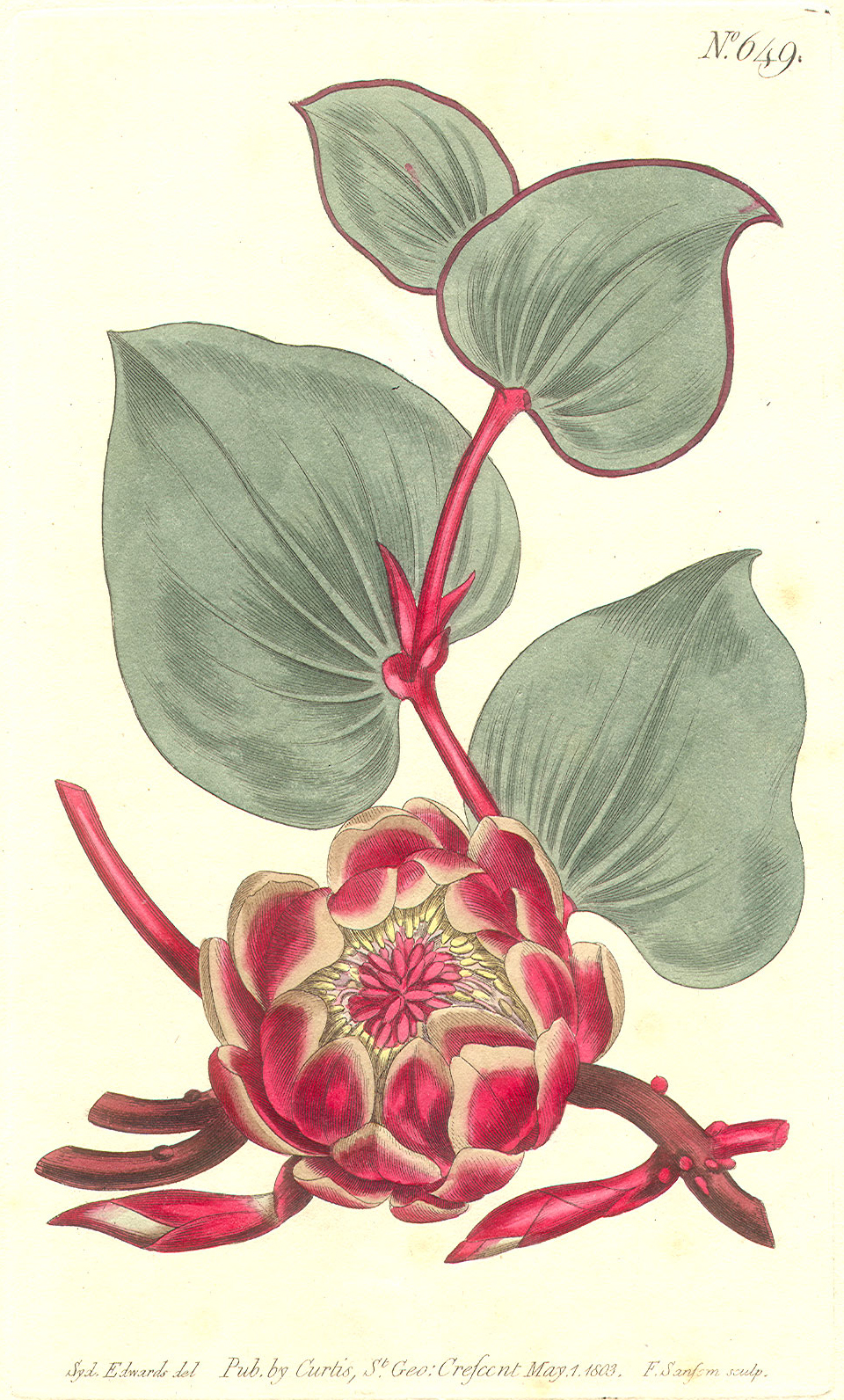 Proteaceae Protea cordifolia