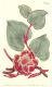 image of Protea cordifolia