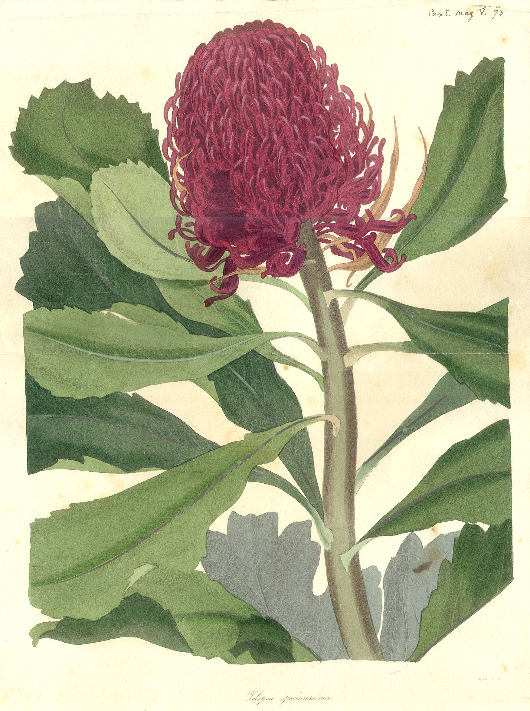 Proteaceae Telopea speciosissima