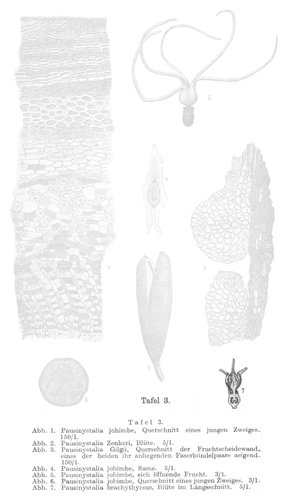 Rubiaceae Pausinystalia brachythyrsum