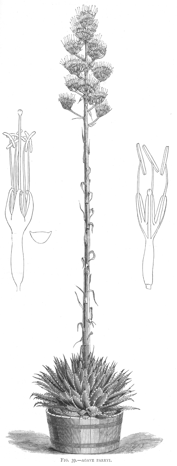 Asparagaceae Agave parryi