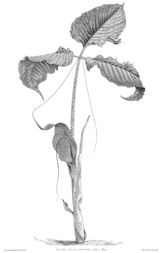 Araceae Arisaema speciosum