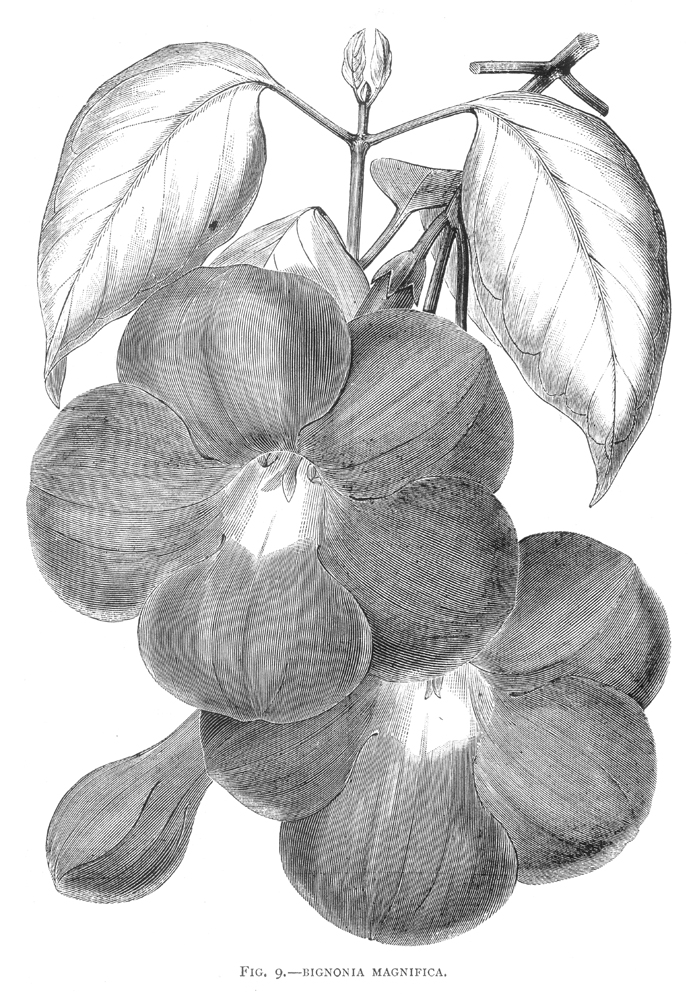 Bignoniaceae Bignonia magnifica