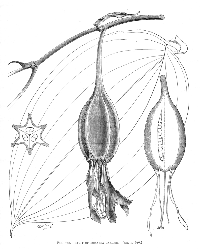 Alstroemeriaceae Bomarea carderi
