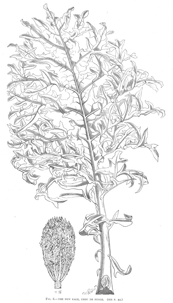 Brassicaceae Brassica oleracea