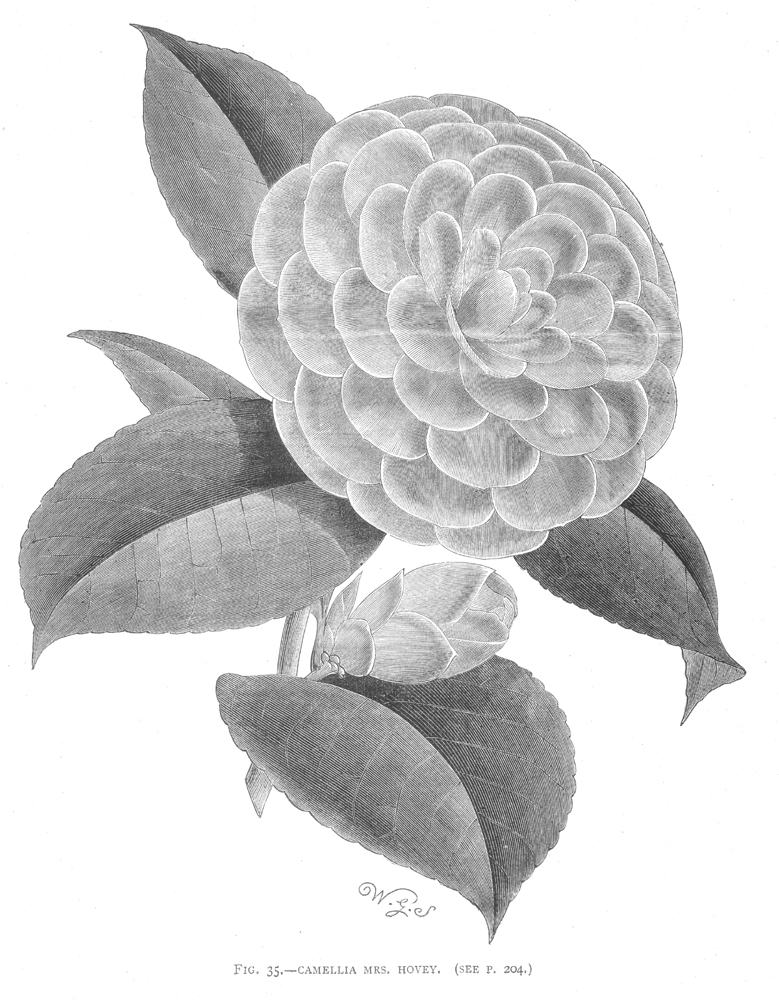Theaceae Camellia japonica