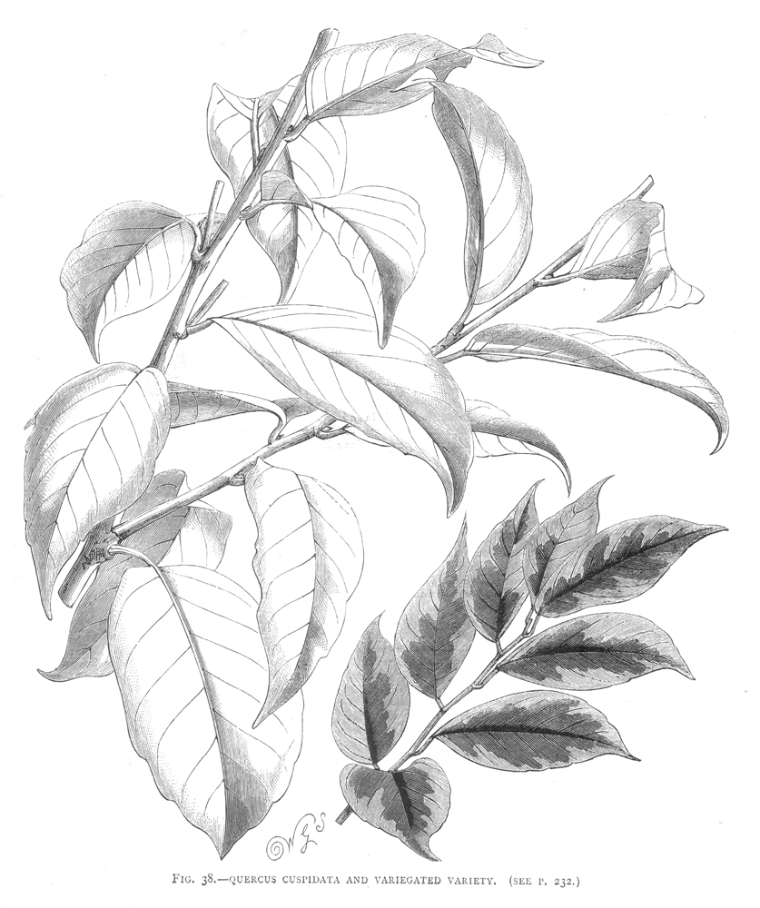 Fagaceae Castanopsis cuspidata