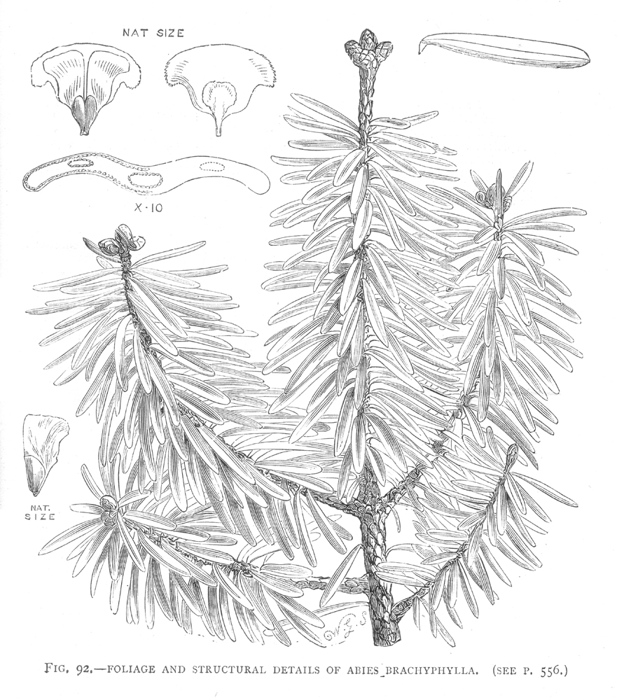 Pinaceae Abies homolepis