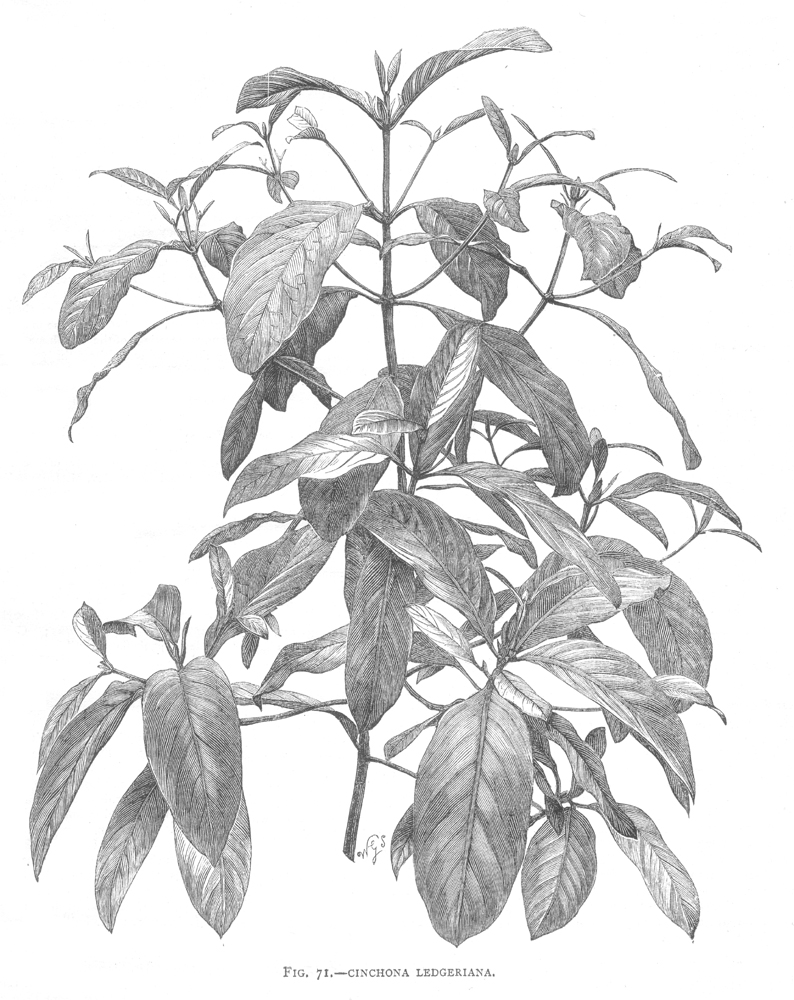 Rubiaceae Cinchona calisaya