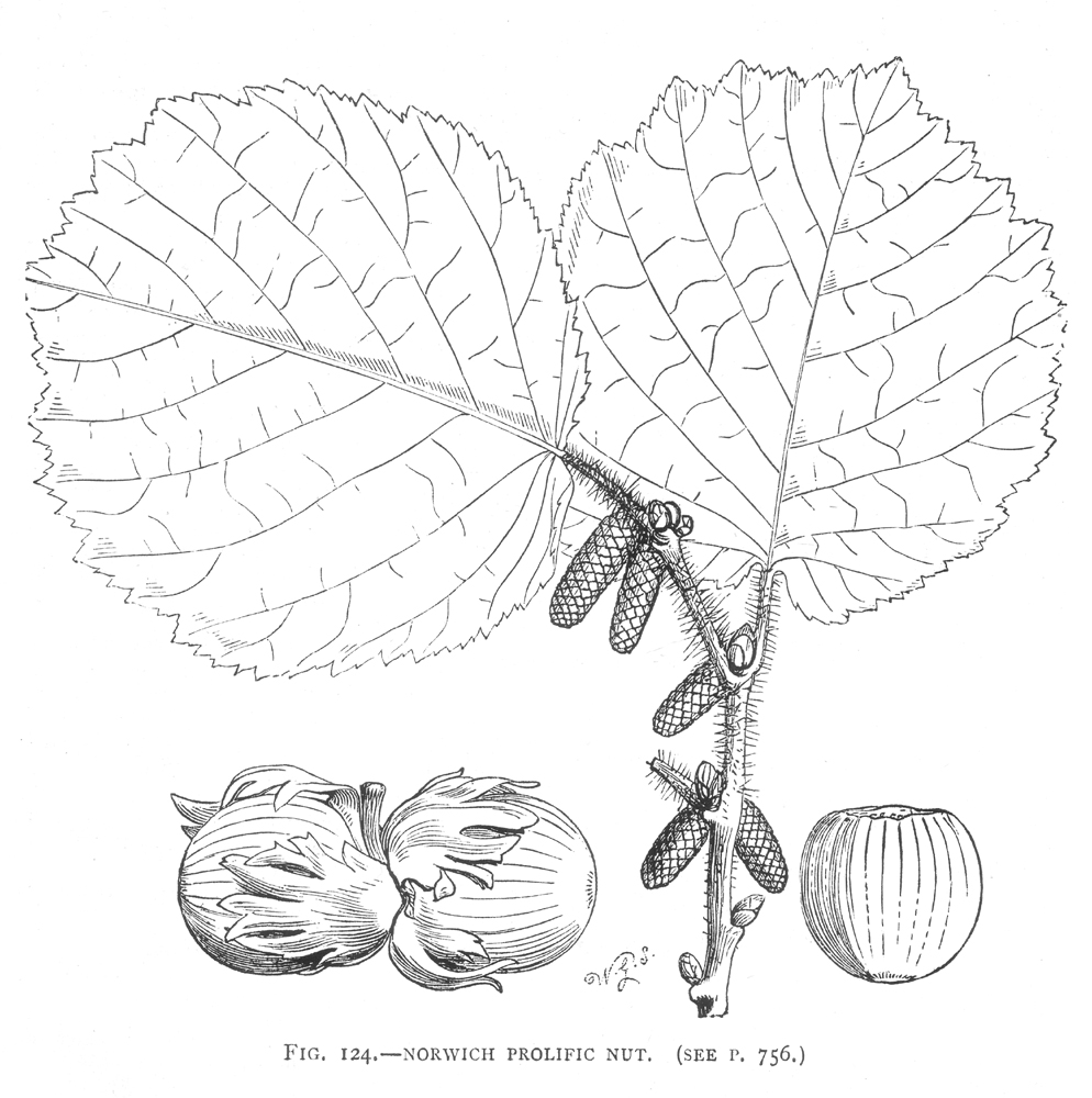 Betulaceae Corylus maxima