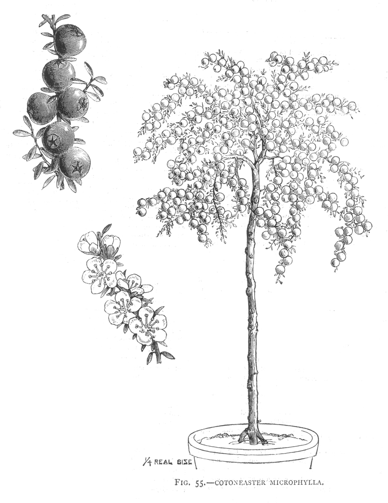 Rosaceae Cotoneaster microphyllus