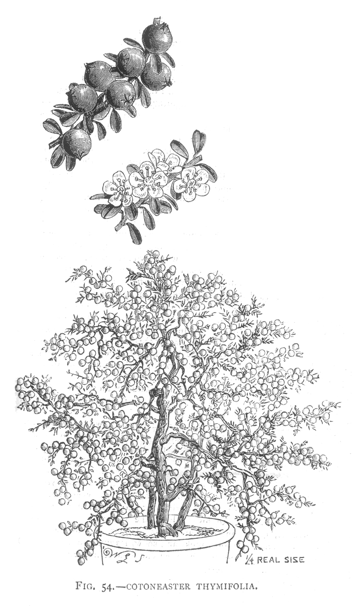 Rosaceae Cotoneaster microphyllus